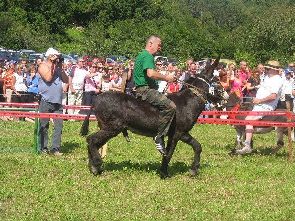 Mušje dirke