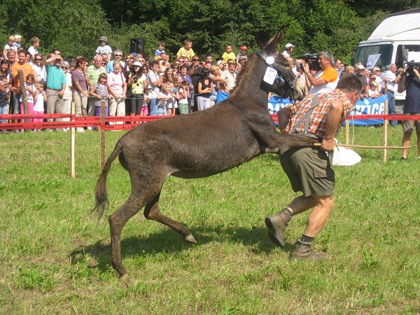 Mušje dirke