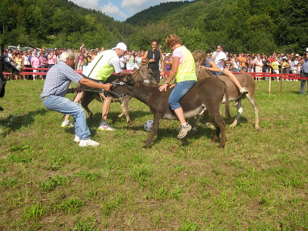 Mušje dirke